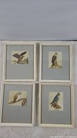 Four framed bird prints laid out, showing Falcon, Buzzard, Eagle, and Barn Owl in white frames with mats.