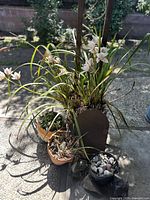 Overall view of main large orchid plant and three additional items arranged outdoors