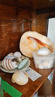 Full view of largest shell, assorted smaller shells on dish, and plastic container with shells on wooden shelf.