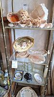 Full view of the glass and brass shelving unit containing shells, a shell lamp, brass display cases, and other decorative items.