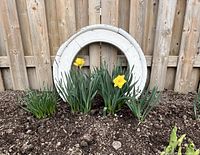 Round window placed outdoors on soil among daffodils and greenery, showing the circular shape and weathered off-white paint.