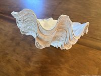 Natural large giant clam shell with wavy ridged edges viewed from side angle showing sculpted texture.
