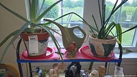 Two aloe plants, metal watering can, and figurines on shelf in front of window.