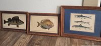 Three framed fish prints displayed together on floor with two smaller (17 x 11 inches) and one larger (19 x 14.5 inches) prints