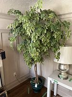 Full view of the faux ficus tree showing its size, foliage detail, and decorative planter.