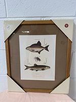 Photo of the full framed lithograph showing two fish and several fishing hooks and a lure in hand colored detail.