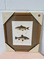 Front view of vintage fishing lithograph with hand-colored images of carp and tench, framed in oak with brown mat, protected by corner covers.