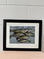 Straight-on view of black picture frame containing photo of four fish on wood surface, showing clarity and frame condition.