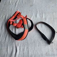 Harness and collar on surface