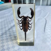 Front view of scorpion within resin block