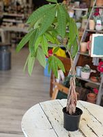 Photo of money tree plant with braided trunk and green leaves in a black plastic pot.