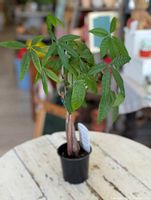 Front angle photo of a Money Tree plant showing green leaves on braided trunk in a small black pot placed on a white wooden surface.