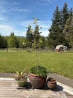 Three planters outdoors on wooden deck, background showing grass, trees, and small shed.