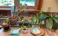 Overall lot with plants in pots, glass bottles, canister, coasters, and trays displayed on counter by window