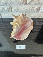 Front view of a large natural conch shell showing its pink glossy inner surface with rough textured and spiked edges.