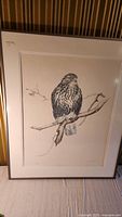 Full framed print of rough-legged hawk on a branch, showing mat and frame.