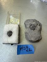 Two fossils: a dark trilobite in display box on white padding, and a Flexicalymene fossil embedded in grey rock on a metal surface with a blue note '#32'