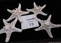 Five white natural starfish laid out on black background, showing top and bottom sides with spiky texture and rough surfaces.