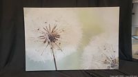 Photographic print of two dandelions gone to seed with visible soft green and white tones, full view of the mounted print.