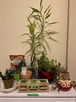 Overview photo showing multiple plants including bamboo, ivy, cactus, herb kit, and decorative wooden plaque, all on a white tabletop.