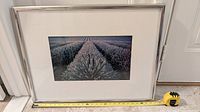 Framed photo showing lavender field landscape with measuring tape showing width approx. 19 inches