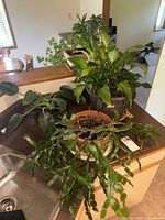 Photo showing several different live indoor plants in pots on a counter near a sink and window.