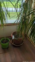 Two live plants in pots placed on wood floor near window with blinds. One plant is taller in a terracotta pot with bamboo ring, the other smaller in green plastic pot.