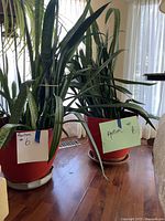 Photo showing two snake plants and one spider plant in reddish pots indoors near window curtains.