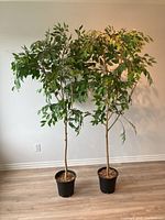 Photo showing pair of two tall artificial trees with green leaves, slender trunks, in black pots with wood chip mulch base, set against a plain wall on a wood floor.