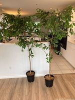 Photo showing two tall artificial trees standing side by side in a room against a white wall and wooden floor with kitchen area in background.