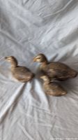 Three brown duck-shaped candles shown together on fabric background, varying sizes, one large, one medium, one small.