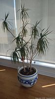 Full view of dracaena plant in decorative pot