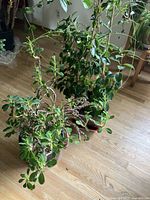 Two live plants indoors on a wood floor: Ficus Benjamina and Crown of Thorns. Both plants in separate pots with visible leaves, stems, and some thorny branches.