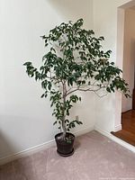 Full view of the Weeping Fig tree in its plastic pot against a cream-colored wall, showing full height and structure.