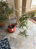 Full view of the Dracaena marginata plant with twisted stalks in the orange ceramic pot showing overall size and condition.