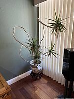 Tall Dracaena plant with curly wrapped stems in decorative ceramic pot on wooden stand near window with vertical blinds.
