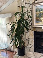 Front view of the approximately 7-foot tall Corn Plant with green leaves in a black plastic pot, placed indoors near a stone fireplace and glass side table.