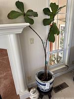 Full view of fiddle leaf fig plant in blue and white ceramic pot on a wooden stand, with a small decorative vase beside it