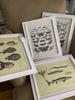 Four white-framed prints laid together, two featuring colorful butterfly illustrations and two featuring detailed fish illustrations, each print protected by glass.
