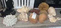 Photo of collection showing various sea items arranged including conch shells, starfish, coral, and sea sponges