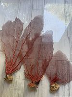 All three dyed red fan corals with bases laid flat for scale