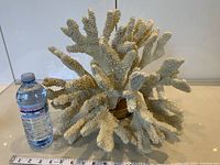 Front view of branching coral with water bottle and ruler for scale