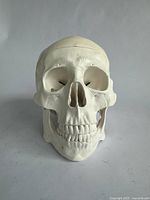 Front view of the life-size white skull showing facial bones and teeth
