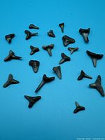 Photo showing all fossil shark teeth specimens on blue background, various shapes and sizes