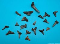 Photo showing all 16 black shark teeth fossils arranged on blue background, varying shapes and sizes, some with minor chips.