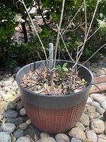 Large outdoor pot with red textured body and black rim, planted with a small tree and dry leaves visible inside. The pot is situated outdoors on a ground covered with small rocks.