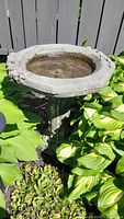 Full view of the cement bird bath placed outdoors surrounded by green leafy plants, showing the entire bird bath stand and basin with weathered grey surface and some wear.