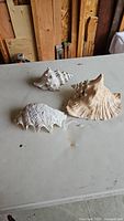 Three medium-sized natural conch shells displayed on a table showing white and brown natural colors and distinctive textures.