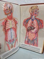Photo of the open anatomy book showing two pages with detailed layered anatomical chromograph illustrations of the human torso, revealing muscles, circulatory system, and internal organs.