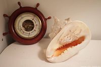 Nautical ship wheel barometer and two large seashells displayed on a shelf